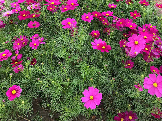 凉山PU仿真花|小区绿化设计